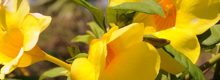 gele bloemen